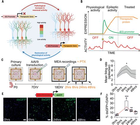 A genetic answer to a neuropsychiatric challenge.